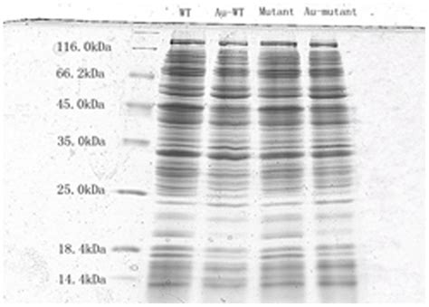 Protein analysis: SDS.
